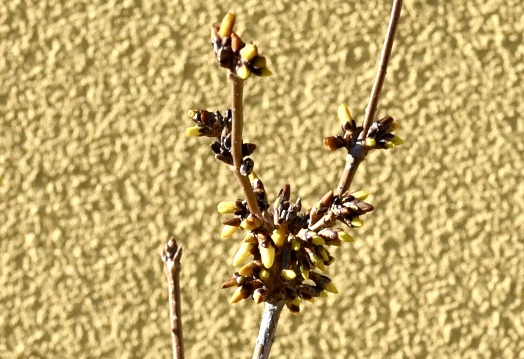 Forsythia